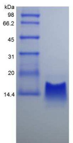 Novus Biologicals&trade;&nbsp;Recombinant Rhesus Macaque CXCL10/IP-10/CRG-2 Protein