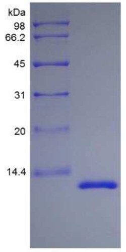 Novus Biologicals Recombinant Rhesus Macaque IL-13 Protein 500 &mu;g | Buy Online | Novus Biologicals&trade; | Fisher Scientific