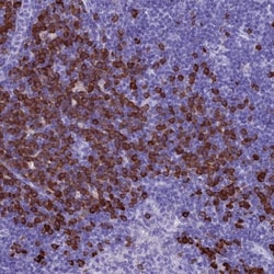 Proapoptotic Caspase Adaptor Protein Antibody, Novus Biologicals 0.1mL;