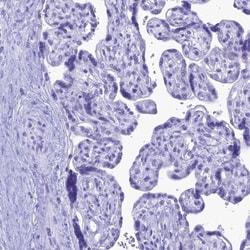 Proapoptotic Caspase Adaptor Protein Antibody, Novus Biologicals 0.1mL;