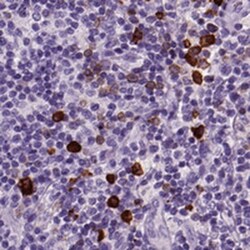 Proapoptotic Caspase Adaptor Protein Antibody, Novus Biologicals 0.1mL;