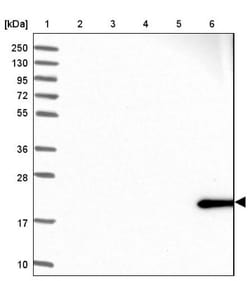 Proapoptotic Caspase Adaptor Protein Antibody, Novus Biologicals 0.1mL;