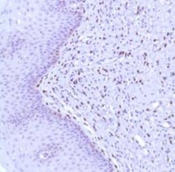 Progesterone R/NR3C3 Antibody (SP42), Novus Biologicals 0.1 mL | Buy Online | Novus Biologicals | Fisher Scientific