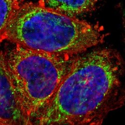 Prohibitin Antibody, Novus Biologicals 25 &mu;L | Buy Online | Novus Biologicals | Fisher Scientific