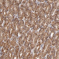 Prohibitin Antibody, Novus Biologicals 25 &mu;L | Buy Online | Novus Biologicals | Fisher Scientific