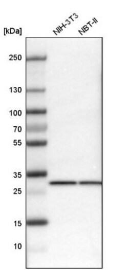 Prohibitin Antibody, Novus Biologicals 25 &mu;L | Buy Online | Novus Biologicals | Fisher Scientific