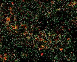 Novus Biologicals Propidium Iodide 10 mg | Buy Online | Novus Biologicals&trade; | Fisher Scientific