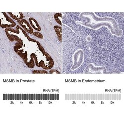 PSP94/MSMB Antibody, Novus Biologicals 0.1mL; Unlabeled:Antibodies, Polyclonal