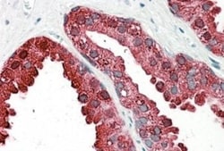 Prostatic Acid Phosphatase/ACPP Antibody, Novus Biologicals 0.1mg; Unlabeled:Antibodies,