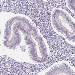 Protamine 1 Antibody, Novus Biologicals:Antibodies:Primary Antibodies