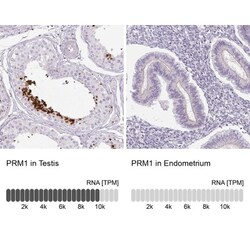Protamine 1 Antibody, Novus Biologicals:Antibodies:Primary Antibodies