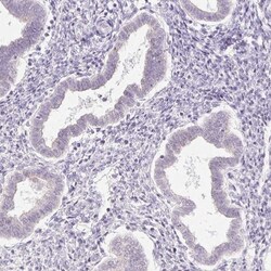 Protamine 1 Antibody, Novus Biologicals:Antibodies:Primary Antibodies