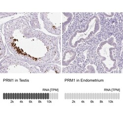 Protamine 1 Antibody, Novus Biologicals:Antibodies:Primary Antibodies