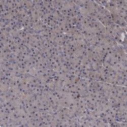 S5a/Angiocidin Antibody, Novus Biologicals 0.1mL; Unlabeled:Antibodies,