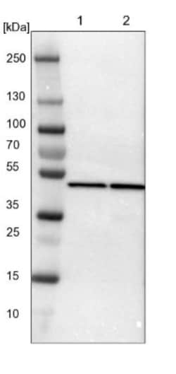 Proteasome 19S S7 Antibody, Novus Biologicals 0.1mL; Unlabeled:Antibodies,