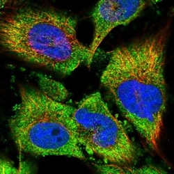 USP1 Antibody, Novus Biologicals:Antibodies:Primary Antibodies