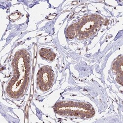 Proteasome 20S beta 3 Antibody, Novus Biologicals:Antibodies:Primary Antibodies