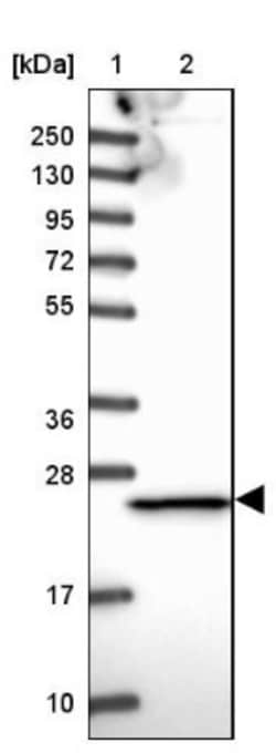 Proteasome 20S beta 3 Antibody, Novus Biologicals:Antibodies:Primary Antibodies
