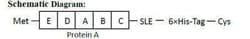 Novus Biologicals Recombinant Protein A His (C-Term) Cys (C-Term) Protein
