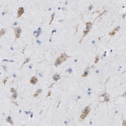 Protein Disulfide Isomerase/P4HB Antibody, Novus Biologicals:Antibodies:Primary