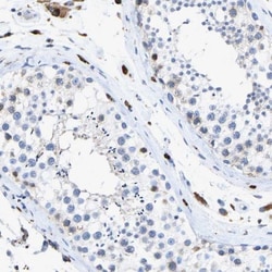 Protein Disulfide Isomerase/P4HB Antibody, Novus Biologicals:Antibodies:Primary