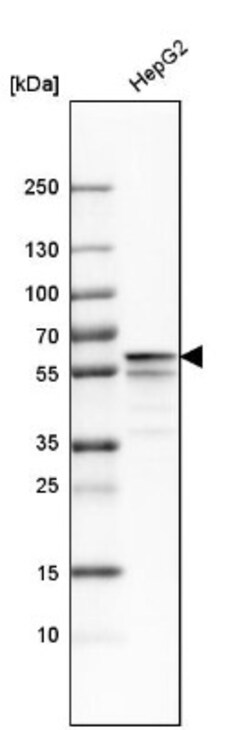 Protein Disulfide Isomerase/P4HB Antibody, Novus Biologicals:Antibodies:Primary