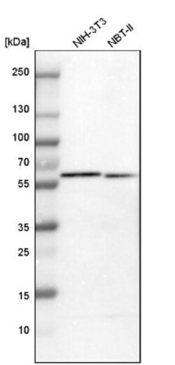 Protein Disulfide Isomerase/P4HB Antibody, Novus Biologicals:Antibodies:Primary