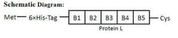 Novus Biologicals Recombinant Protein L Type 1 His (N-Term) Cys (C-Term) Protein 1 mg | Buy Online | Novus Biologicals&trade; | Fisher Scientific