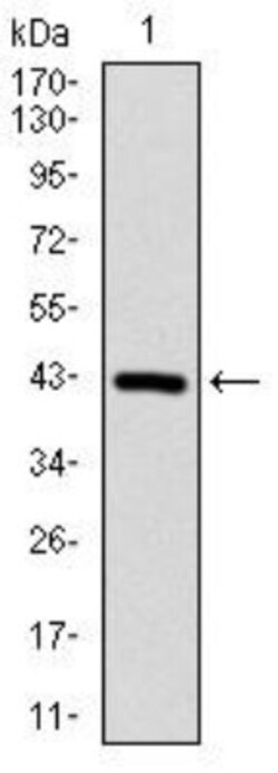 Protein Phosphatase 1 beta Antibody (8A7C7) - BSA Free, Novus Biologicals