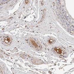 Protein S/PROS1 Antibody, Novus Biologicals 0.1mL; Unlabeled:Antibodies,