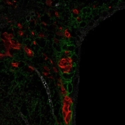 Protein S/PROS1 Antibody, Novus Biologicals 0.1mL; Unlabeled:Antibodies,