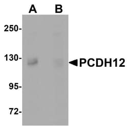 Protocadherin-12 Antibody - BSA Free, Novus Biologicals:Antibodies:Primary