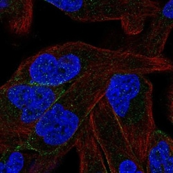Protocadherin beta 11 Antibody, Novus Biologicals:Antibodies:Primary Antibodies