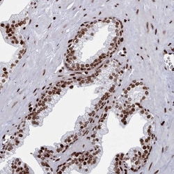 Protocadherin beta 11 Antibody, Novus Biologicals:Antibodies:Primary Antibodies