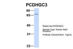 Protocadherin gamma C3 Antibody, Novus Biologicals 100&mu;L; Unlabeled:Antibodies,