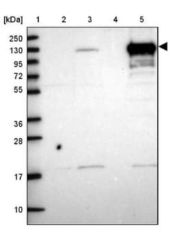 Pyruvate Carboxylase Antibody, Novus Biologicals 0.1mL; Unlabeled:Antibodies,