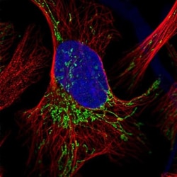Pyruvate Dehydrogenase E1 beta subunit Antibody, Novus Biologicals 0.1mL;