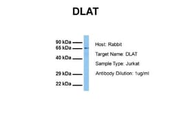 Pyruvate Dehydrogenase E2 Antibody, Novus Biologicals 0.1mg; Unlabeled:Antibodies,
