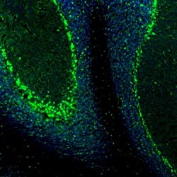 QKI/Quaking Antibody, Novus Biologicals 0.1mL; Unlabeled:Antibodies, Polyclonal