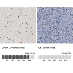 QKI/Quaking Antibody, Novus Biologicals 0.1mL; Unlabeled:Antibodies, Polyclonal