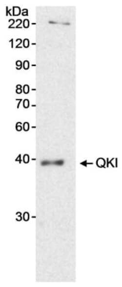 QKI/Quaking Antibody, Novus Biologicals 0.1mL; Unlabeled:Antibodies, Polyclonal
