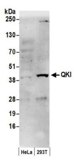 QKI/Quaking Antibody, Novus Biologicals 0.1mL; Unlabeled:Antibodies, Polyclonal
