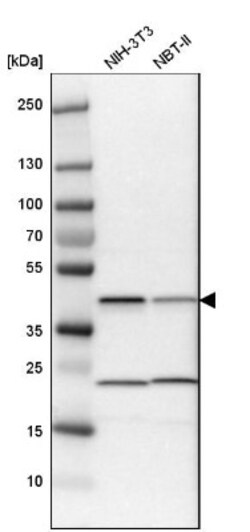 QKI/Quaking Antibody, Novus Biologicals 0.1mL; Unlabeled:Antibodies, Polyclonal