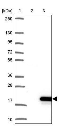 QRFP Antibody, Novus Biologicals:Antibodies:Primary Antibodies