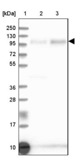 QRICH1 Antibody, Novus Biologicals:Antibodies:Primary Antibodies