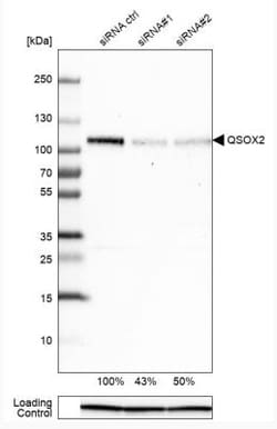QSOX2 Antibody, Novus Biologicals 0.1mL; Unlabeled:Antibodies, Polyclonal