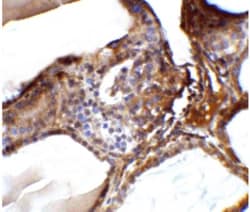 R-Spondin 1 Antibody - BSA Free, Novus Biologicals 0.025 mg, Unconjugated:Antibodies,