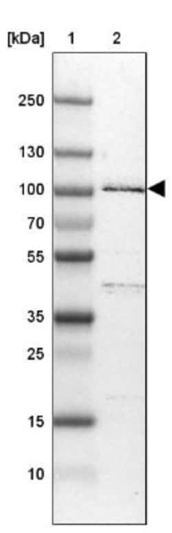 R3HDM2 Antibody, Novus Biologicals:Antibodies:Primary Antibodies