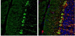 RAB11B Antibody, Novus Biologicals 0.1mL; Unlabeled:Antibodies, Polyclonal
