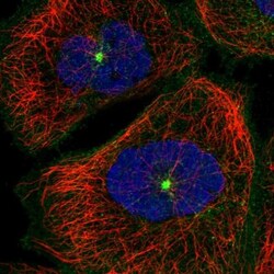 RAB11FIP5 Antibody, Novus Biologicals 0.1mL; Unlabeled:Antibodies, Polyclonal